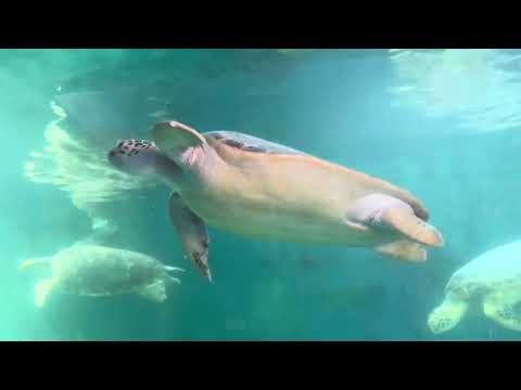 Видео: Парк черепах на острове Pingshsn 