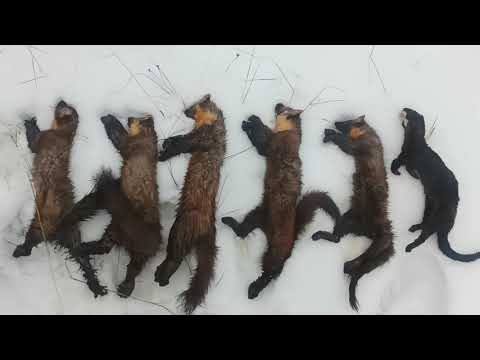 Видео: Норка ,Проверка капканов,осень 2021.