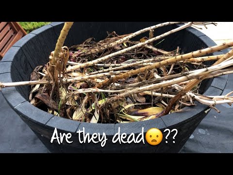 Видео: Уход за азиатскими лилиями после цветения. Часть 2