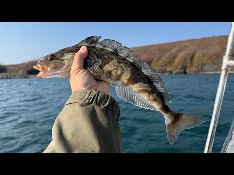 Видео: Какие нужны снасти для ловли терпуга? Ловля терпуга | Морская рыбалка | Sea ​​fishing & Tackle