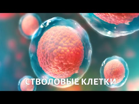 Видео: Стволовые клетки. Медицина будущего