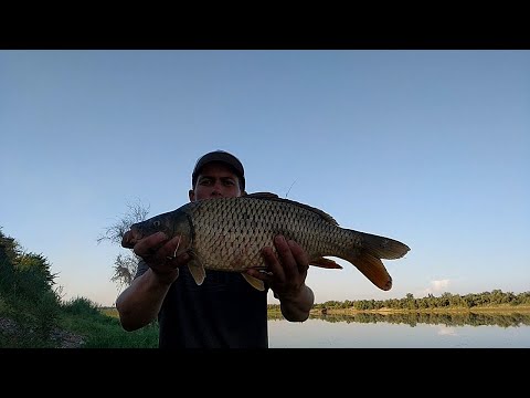 Видео: РЫБАЛКА НА СЫРДАРЬЕ. НОВОЕ КРАСИВОЕ МЕСТО. МОЩНЫЕ ПОКЛЁВКИ #Baliq ovi 2022 #рыбалкавузбекистане 2022