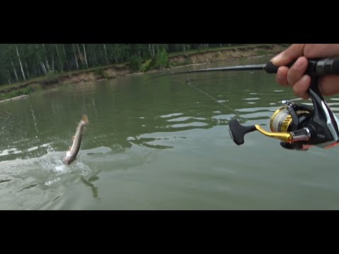 Видео: MAJOR CRAFT SOUL STICK  на трофейной рыбалке!!!!