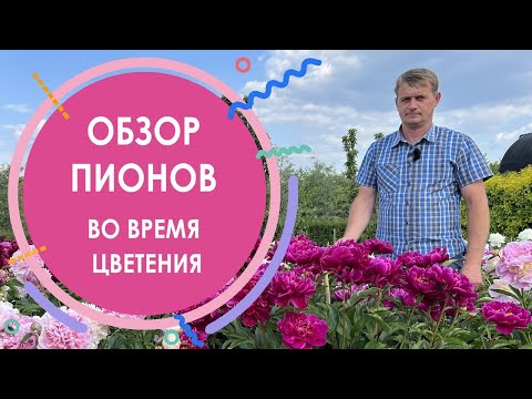 Видео: Обзор пионов во время цветения. Самые красивые сорта пионов. Ито-гибриды и молочноцветковые пионы.