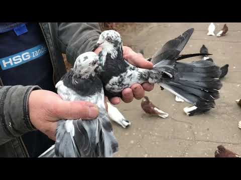 Видео: Голуби Гапонова Юрия 13-14.11.2020