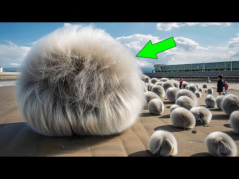 Видео: НЕ ПРИБЛИЖАЙТЕСЬ, Если Увидите ЭТО! Случаи В ПРИРОДЕ Один На МИЛЛИОН!