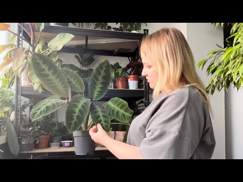 Видео: Будни цветовода💦, моя коллекция цветов🌺