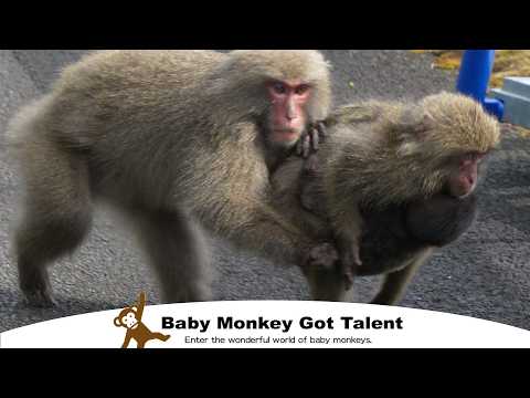 Видео: Пропавший детёныш обезьяны, трогательные поиски! / monpai monyet snow monkey