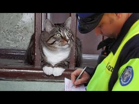 Видео: Я хотел кота, но Бог дал мне гения 😹