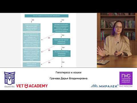 Видео: Лекция «Гипотериоз и кошки».