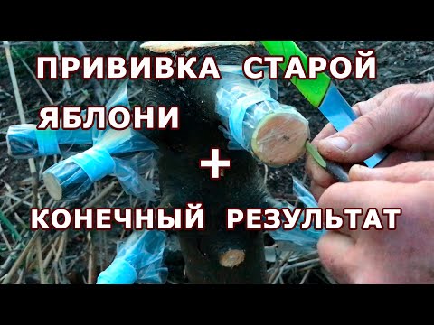 Видео: Прививка старой яблони новым методом !