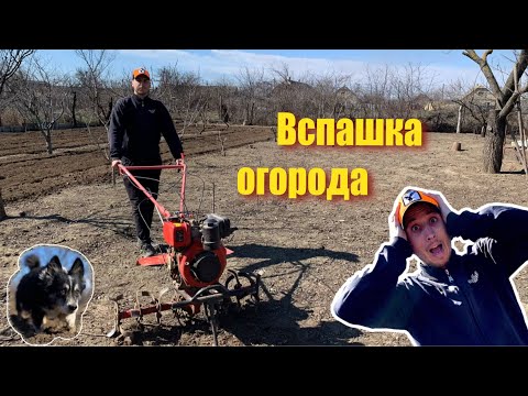 Видео: Вспашка земли мотоблоком. Огород в деревне.