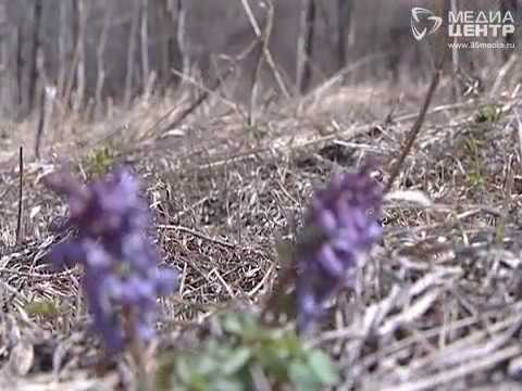 Видео: "Дорогой к людям": Нелазское и Малечкино