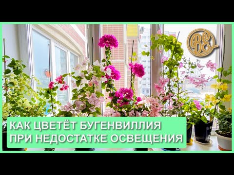 Видео: Как бугенвиллия цветёт при недостатке освещения