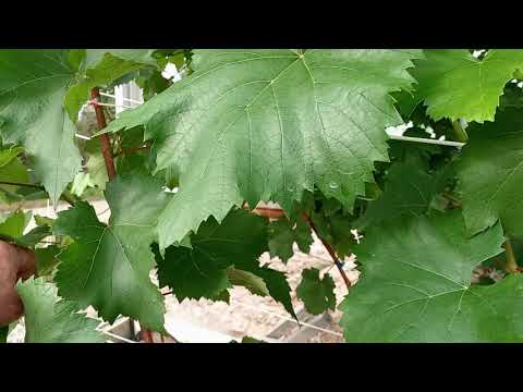 Видео: Виноград в Приморском Крае 🍇Почему надо сажать саженцы 🍇🍇🍇именно такие... Сегодня 20.09.2025г