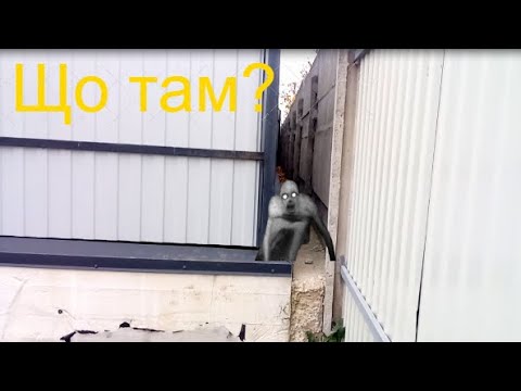 Видео: Куди веде цей тунель між заборами?