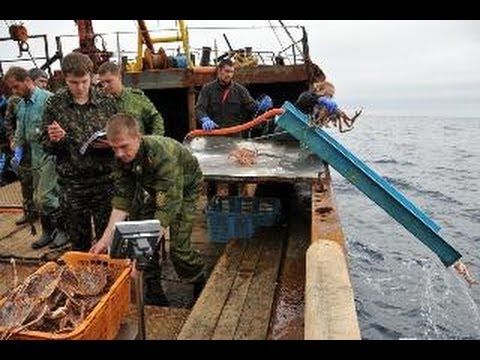 Видео: Пираты в Охотском море.Браконьерство на Дальнем Востоке