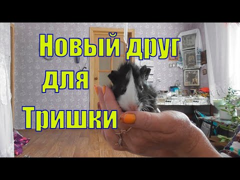 Видео: КУПИЛА ТРИШКЕ ДРУГА /СЛАВНЫЙ МАЛЕНЬКИЙ МОРСКОЙ СВИН