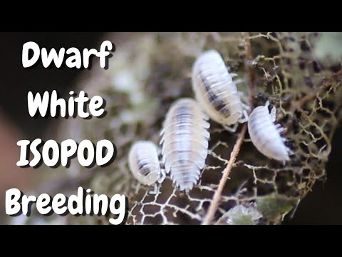 Видео: Разведение и культивирование карликовых белых изопод стало проще