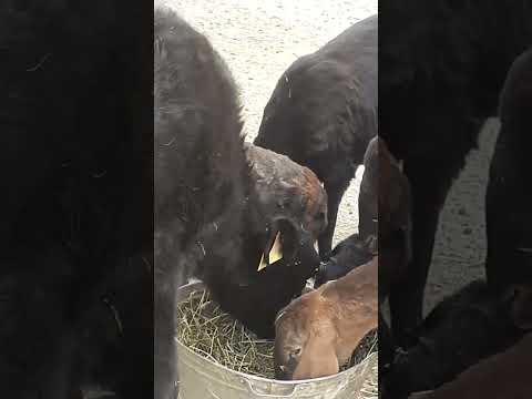 Видео: 26 октября 2025 г.