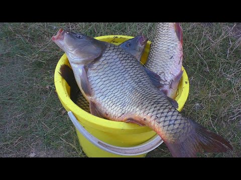 Видео: Рыбалка на карпа. Ловля карпа на поплавочную удочку. My fishing