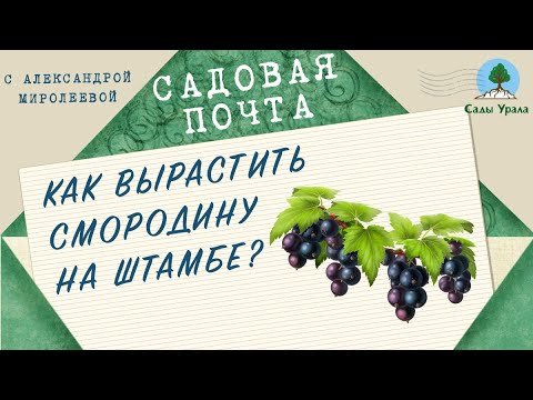 Видео: Садовая почта: как вырастить смородину на штамбе. Выпуск 18