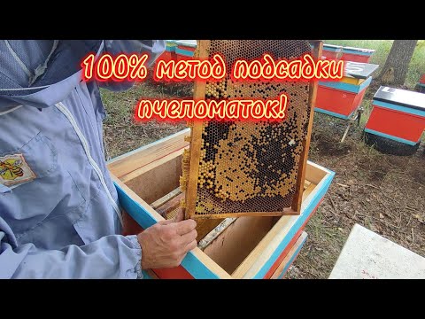 Видео: 100% метод подсадки пчеломатки!