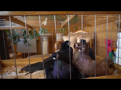 Видео: Памяти Станислава Чернова. Часть 1. Тульские грачи.