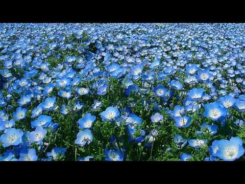 Видео: "А льон цвіте" виконує Поліський ансамбль пісні і танцю  "Льонок", солістка Діана Матющенко