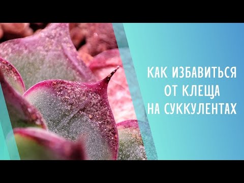 Видео: Клещ на эхевериях и других суккулентах 🕷️ Как распознать, обработать и избавиться от клеща