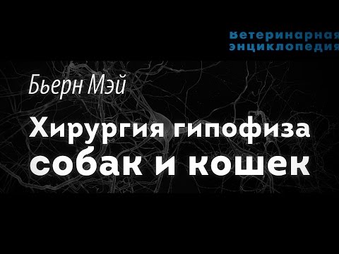 Видео: Хирургия гипофиза собак и кошек