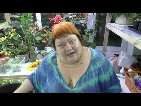 Видео: бегония белекония. сохранение черенками