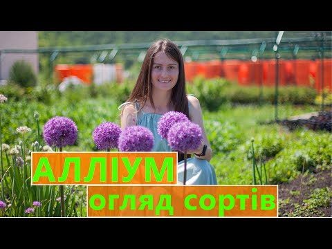 Видео: АЛЛІУМ 🌻 ДЕКОРАТИВНА ЦИБУЛЯ 🥦 ОГЛЯД СОРТІВ ПІД ЧАС КВІТУВАННЯ