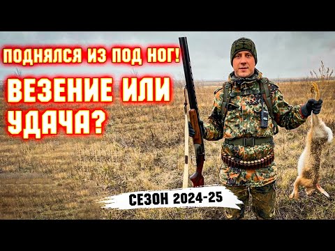 Видео: И снова ВЕЗЁТ! ОХОТА НА ЗАЙЦА. Чернотроп. Hare hunting.#охотаназайцапочернотропу #охотаназайца