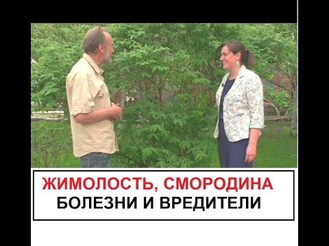 Видео: Вредители . Жимолость. Смородина