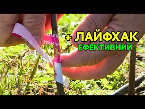 Видео: ДВА ОСНОВНІ методи літнього щеплення дерев.