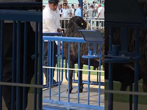 Видео: 192 кг вазни гусфанди зоти ҲИСОРӢ