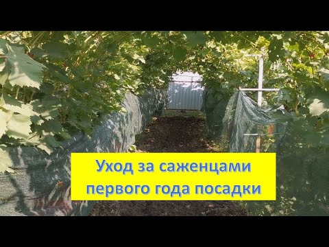 Видео: Что такое пасынки на винограде. Уход за саженцами 1 и 2-х летками.