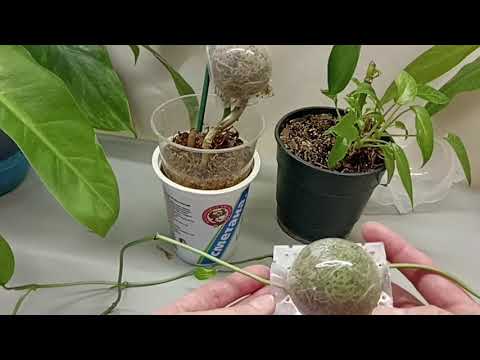 Видео: Филодендрон. Обрезка и три способа укоренения