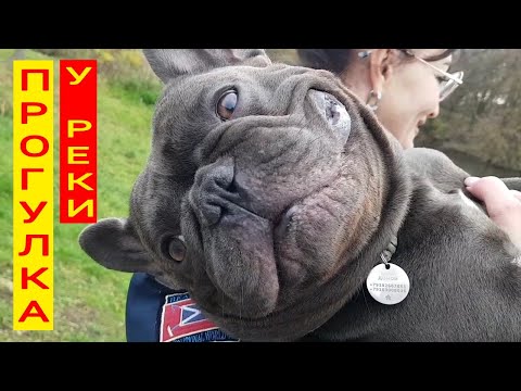 Видео: 251030 Пристань утки Ремонт дома Лизы Калитиной сквер Дворянское Гнездо камыш река Орлик город Орёл