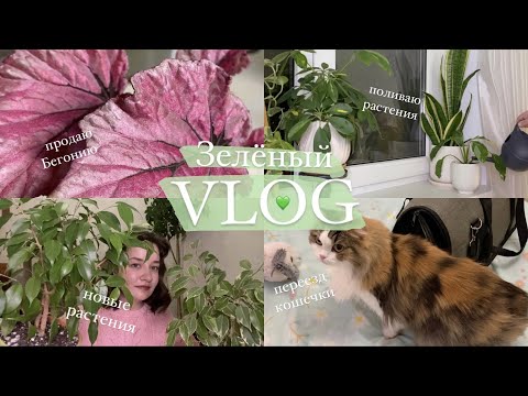 Видео: Привезли мою кошечку! продаю Бегонию, обрабатываю и ухаживаю за растениями || Зелёный VLOG