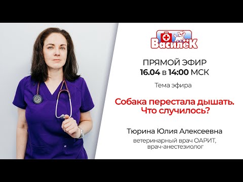 Видео: Собака перестала дышать. Что случилось?