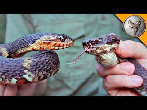Видео: Водна змия срещу Памучна уста в Brave Wilderness Български! Змийска битка 🐍