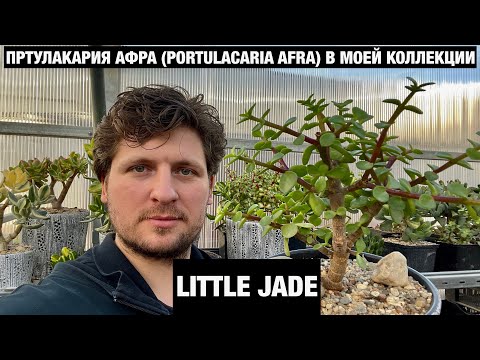 Видео: Портулакария афра (Portulacaria afra) и ее пестролистные формы. Отличное растение для бонсай