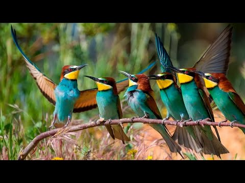 Видео: Щурка Пчелоедка на Пасеке. Решение