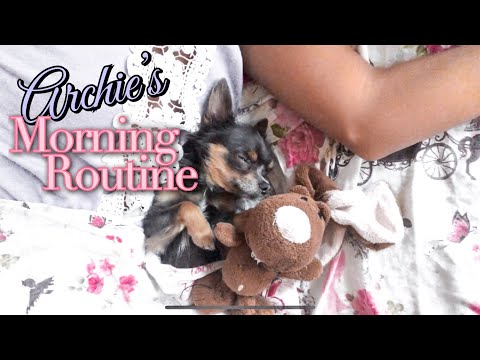 Видео: СУТРЕШНА РУТИНА НА АРЧИ | Дневничето на Арчи 🐾