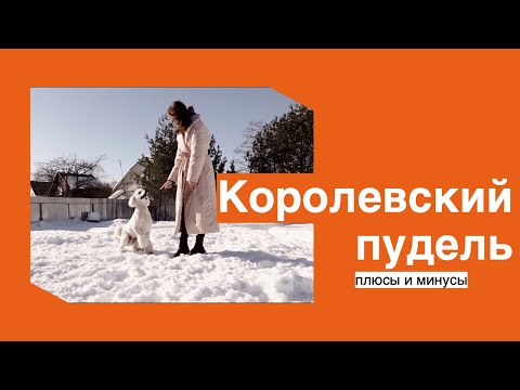 Видео: Королевский пудель. Плюсы и минусы породы