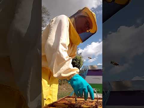 Видео: Ситуация на #пасека 12 Сент 2025. #пчеловодство #bee #beekeeper #workerbee #пчёлы 