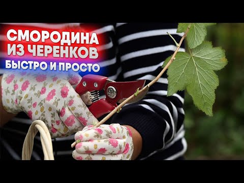 Видео: Смородина из черенков  - быстро и просто