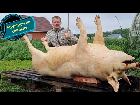 Видео: ‼️Забой огромного кабана‼️